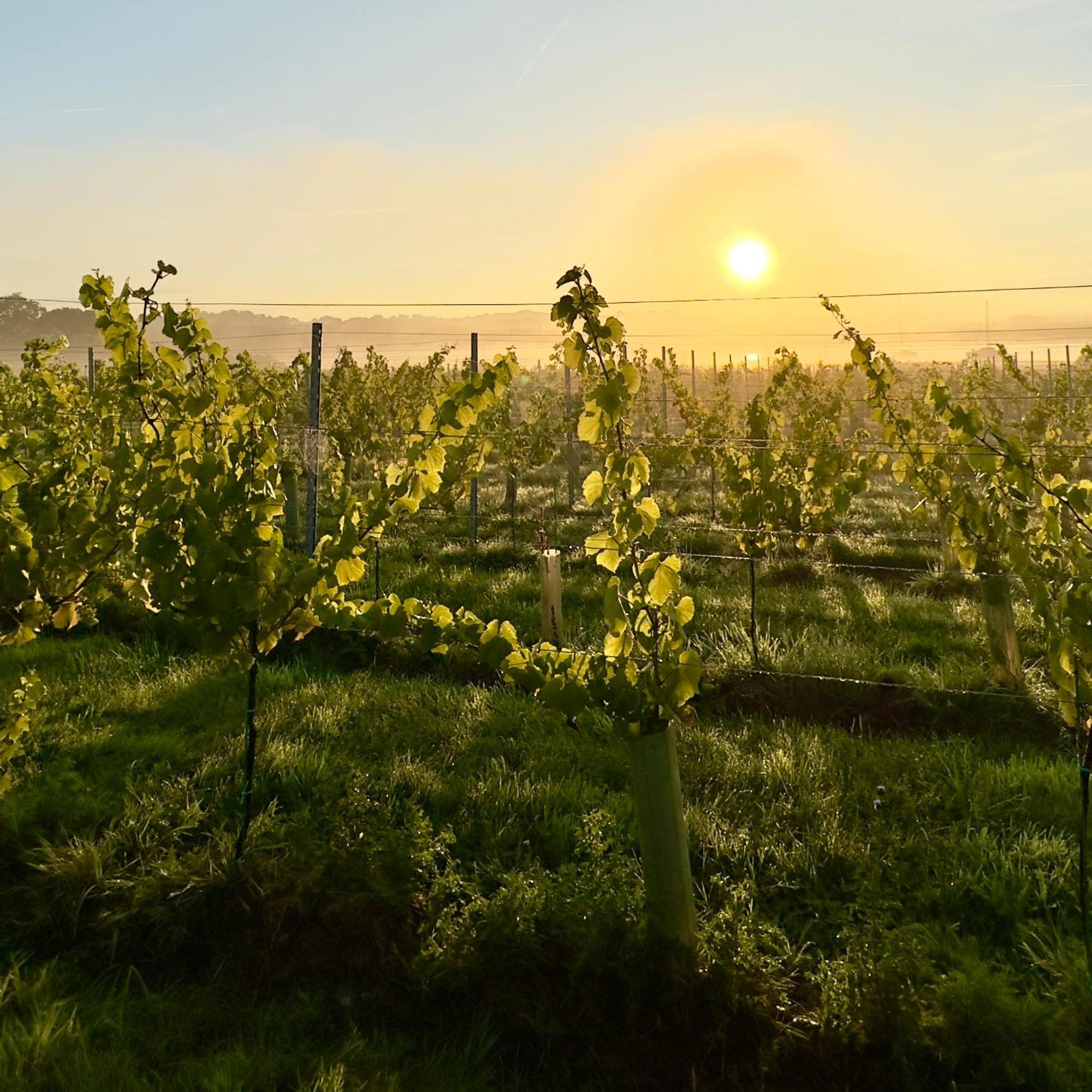 Osborne  Pinkmead Estate And Vineyard 빌라 외부 사진